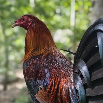 DM GAMEFOWL's profile photo
