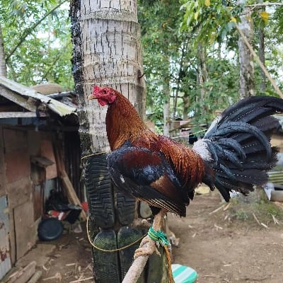 LANDAG's profile photo