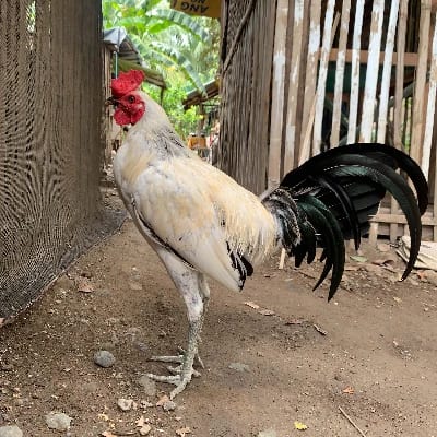 Frankfurt Lutero's profile photo
