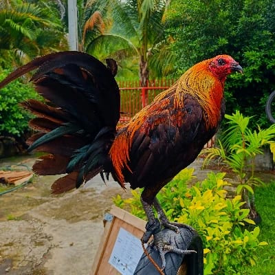 TGF GAMEYARD's profile photo