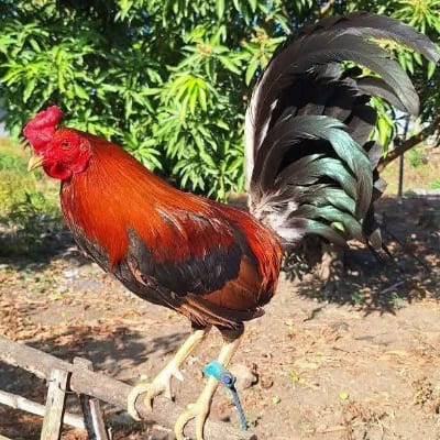 Double wings gameyard's profile photo