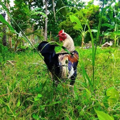 EMSY GAMEFARM's profile photo