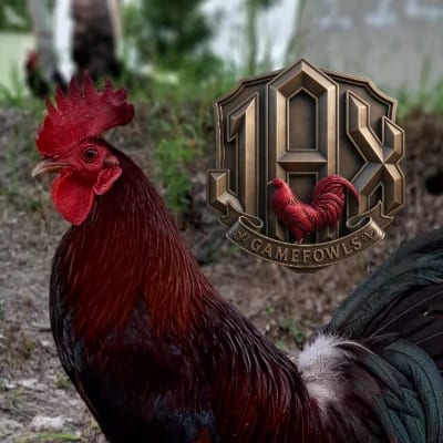 JAX Gamefowls's profile photo