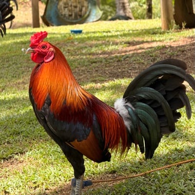 Romeo De La Cruz Jr's profile photo