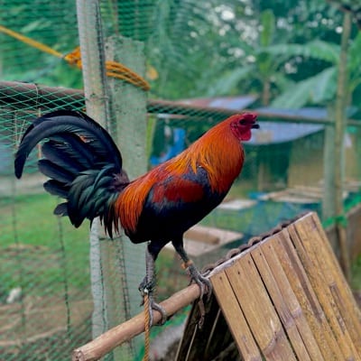 NewSouthWales Gf's profile photo