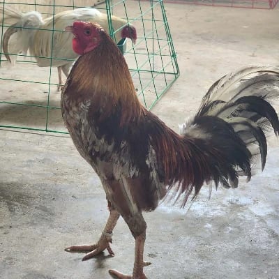 JCO Gamefarm's profile photo