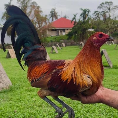 Wexboy Rivera's profile photo