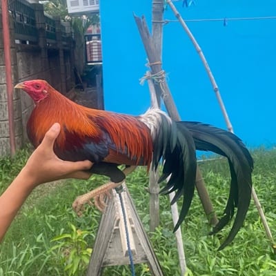 Marc Christian Vino's profile photo