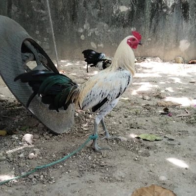 JMI Kanaway's profile photo