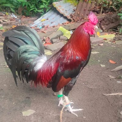 O.S INVICTUS GAMEFOWL's profile photo