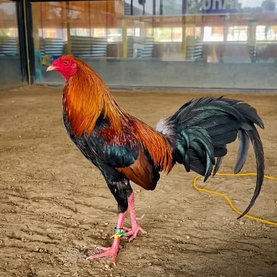 AL Irlanda's profile photo