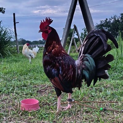 Darwin B Florendo's profile photo