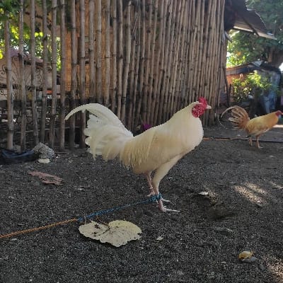 Tanshong BackYards's profile photo