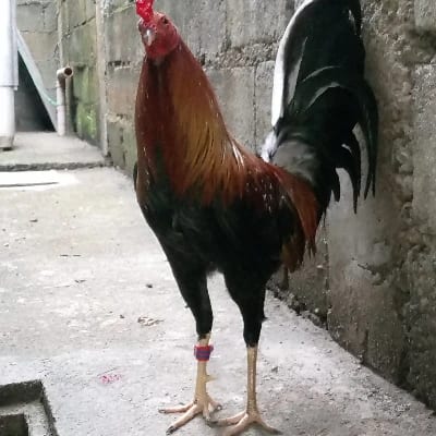 jester gonzga's profile photo