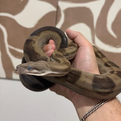 Grey mon's profile photo