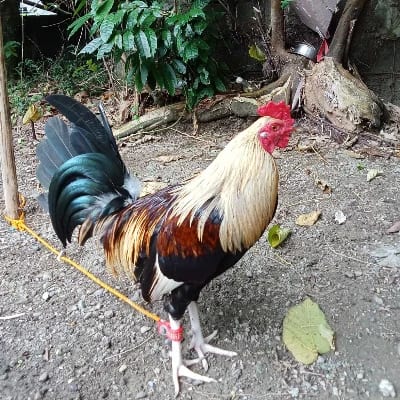 GrimSon GF's profile photo