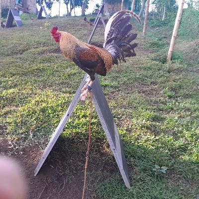 Rodel NERIC's profile photo