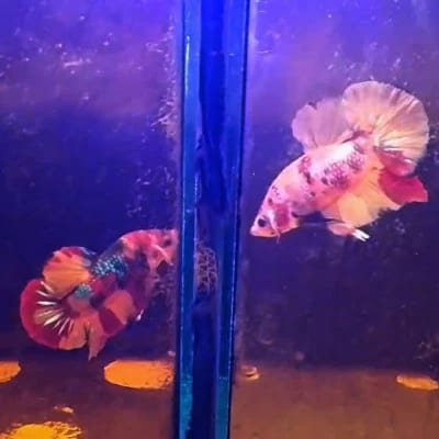 Royyeth Raymundo's profile photo