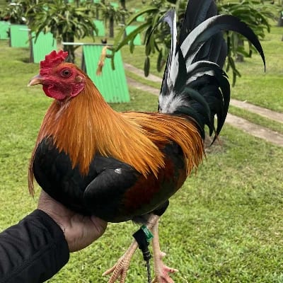 RDF SUPER CROSSES GAME FOWL's profile photo