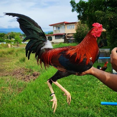 GM MAGPIPINSAN's profile photo