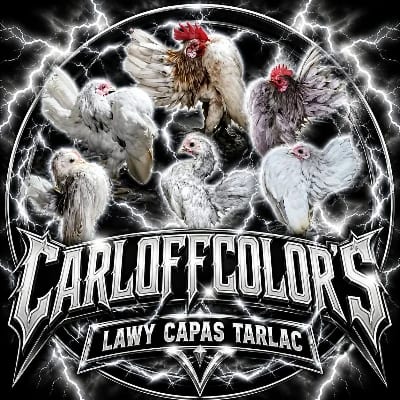 Carl Splash's profile photo