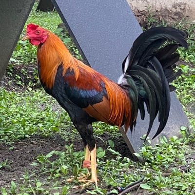 MAC-B GF's profile photo