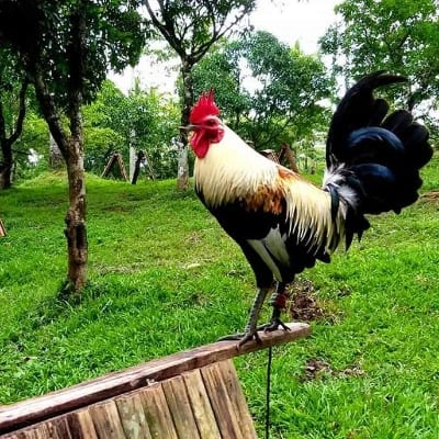 Alexa Warbirds's profile photo