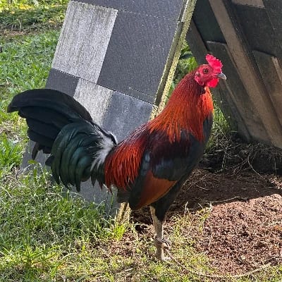 Anton Yow's profile photo