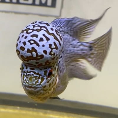 FHK53's profile photo