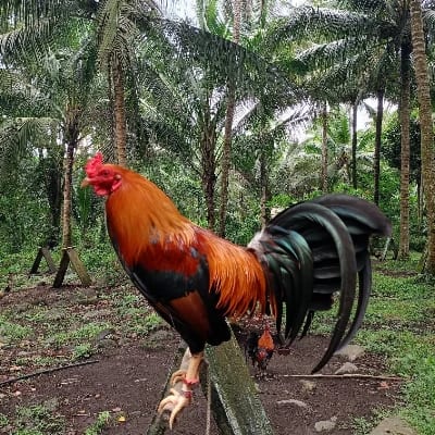 Big J Lady LENLIE (JL gamefarm)'s profile photo