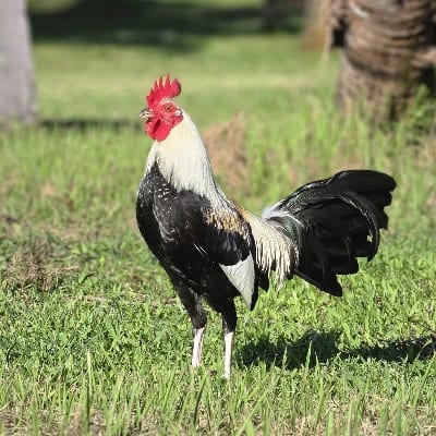 Neil Gutierrez's profile photo