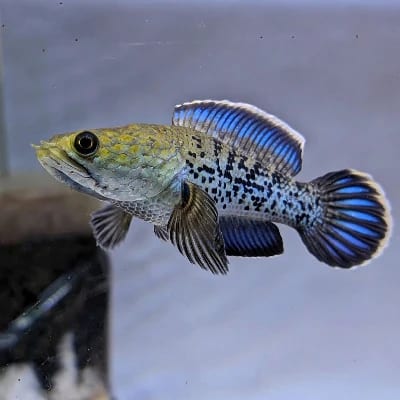 KSHMR's profile photo