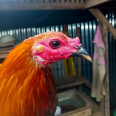 TwoOne Gamefowl's profile photo