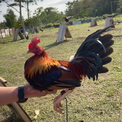 Mikhael Tan Franco's profile photo