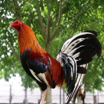 Algukong's profile photo
