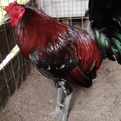 Ian Welhelm Bonit's profile photo