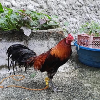 Dom Salomon's profile photo