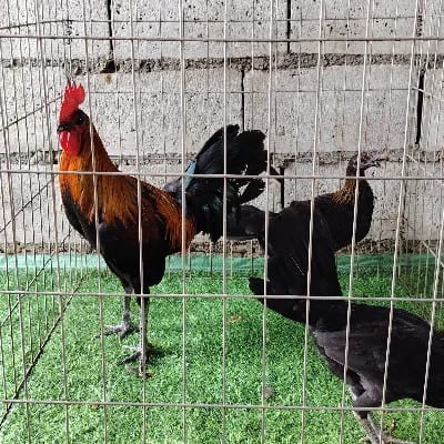 Manok Ni Hamog's profile photo