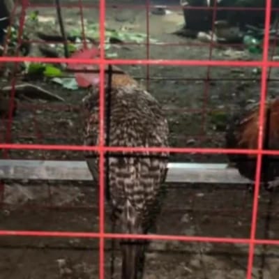 deniz Alinsunurin's profile photo