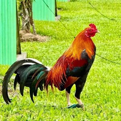 CDC GAME FARM's profile photo
