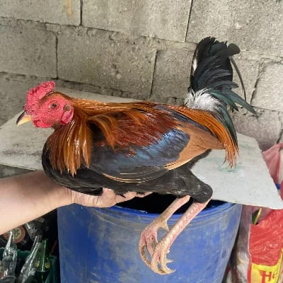 Maluho's profile photo