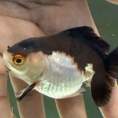 Nicz's profile photo