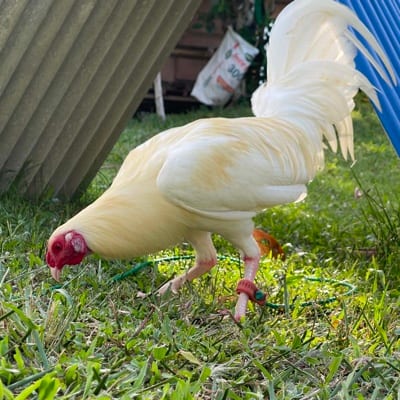 RS GAMEFARM's profile photo