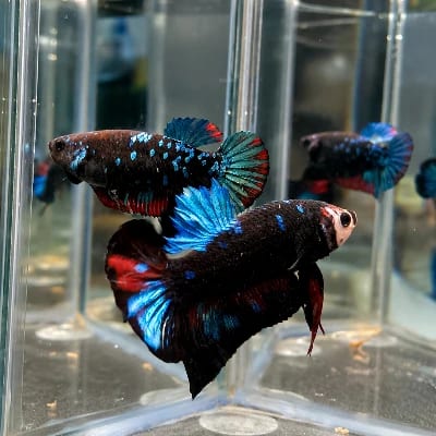 NARDOBETTACARE's profile photo