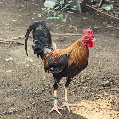 alvin flores's profile photo