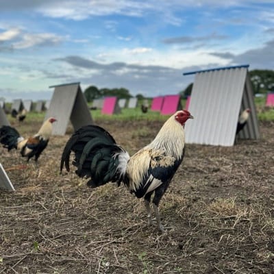RKJ GAME FARM's profile photo