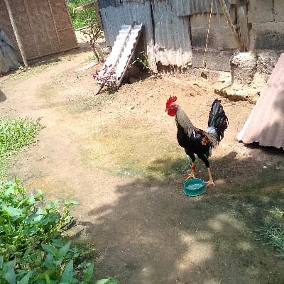 Jay Ar Novero's profile photo
