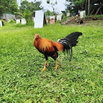 AML Gamefarm's profile photo