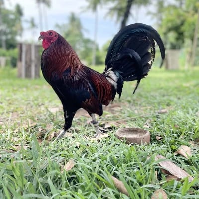 RedSamurai GF's profile photo