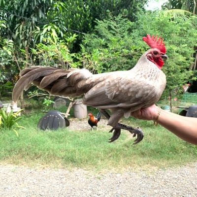 Palasak back yard's profile photo